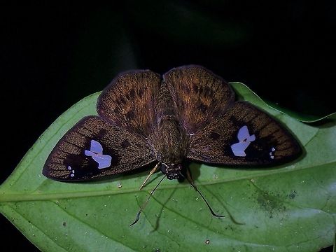 White-Banded Flat - Celaenorrhinus asmara  Celaenorrhinus asmara,Malaysia,Penang,White-banded Flat