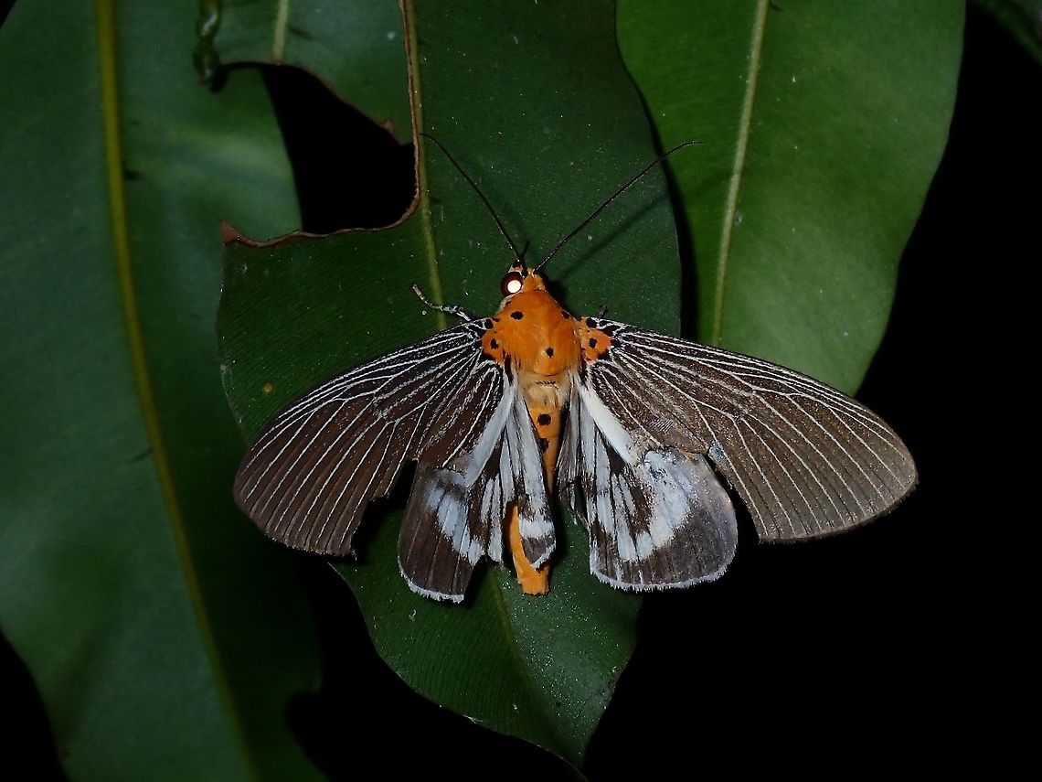 Snouted Tiger Moth - Asota paphos  Asota Moth,Asota paphos,Malaysia,Penang,Snouted Tiger Moth,tiger Moth
