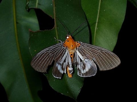 Snouted Tiger Moth - Asota paphos Asota Moth,Asota paphos,Malaysia,Penang,Snouted Tiger Moth,tiger Moth