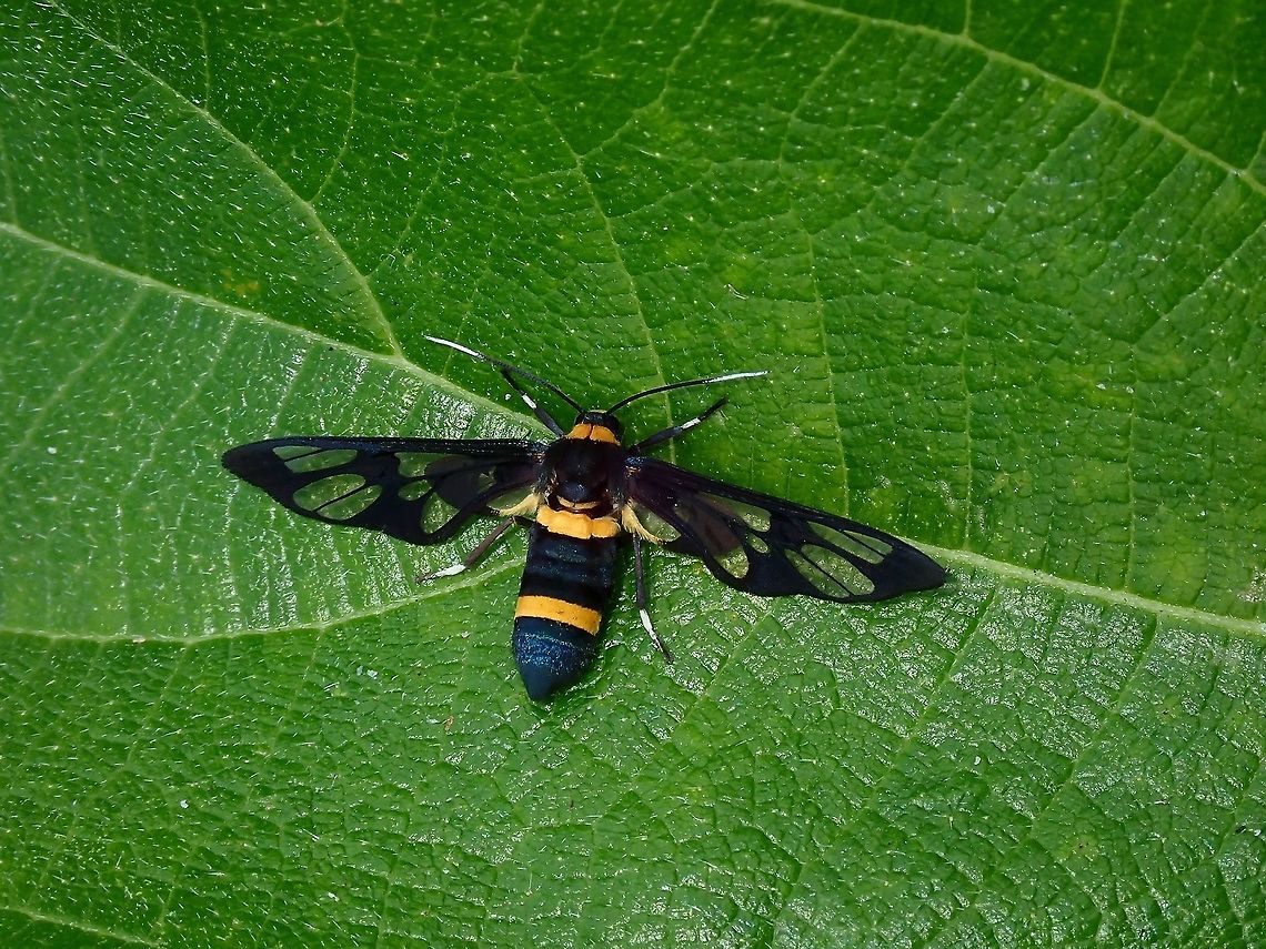 Wasp Moth - Amata sperbius  Amata sperbius,Malaysia,Moth,Moth Week 2021,Penang,Wasp Moth