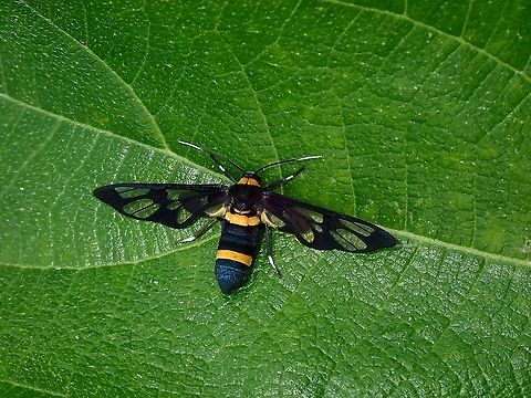 Wasp Moth - Amata sperbius  Amata sperbius,Malaysia,Moth,Moth Week 2021,Penang,Wasp Moth