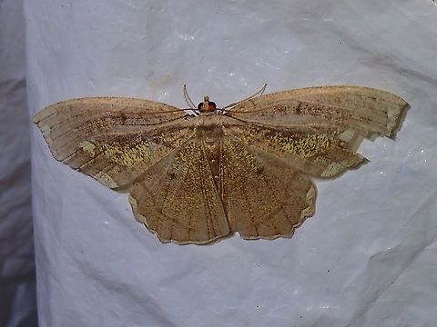 Gold Dusted  Malaysia,Moth,Pareumelea eugeniata,Penang