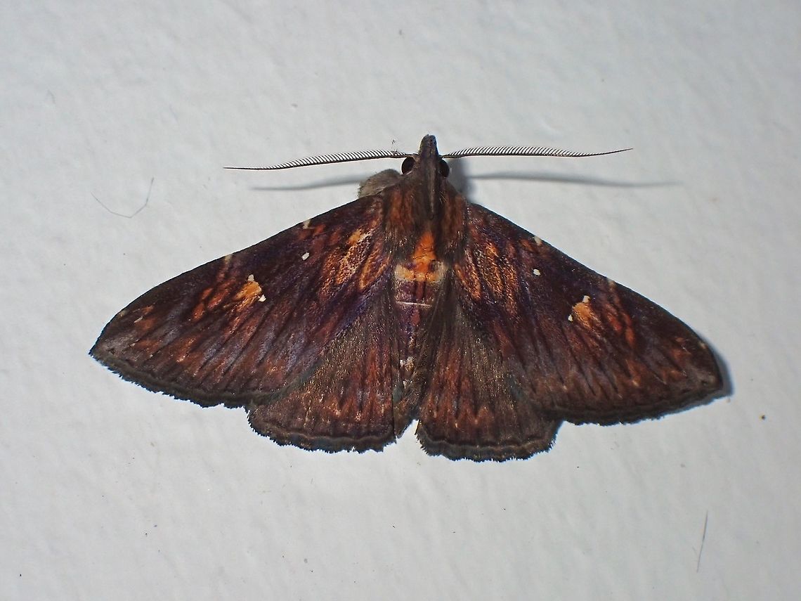Litter Moth - Hepsidera ferruginea  Hepsidera ferruginea,Litter Moth,Malaysia,Moth,Sarawak