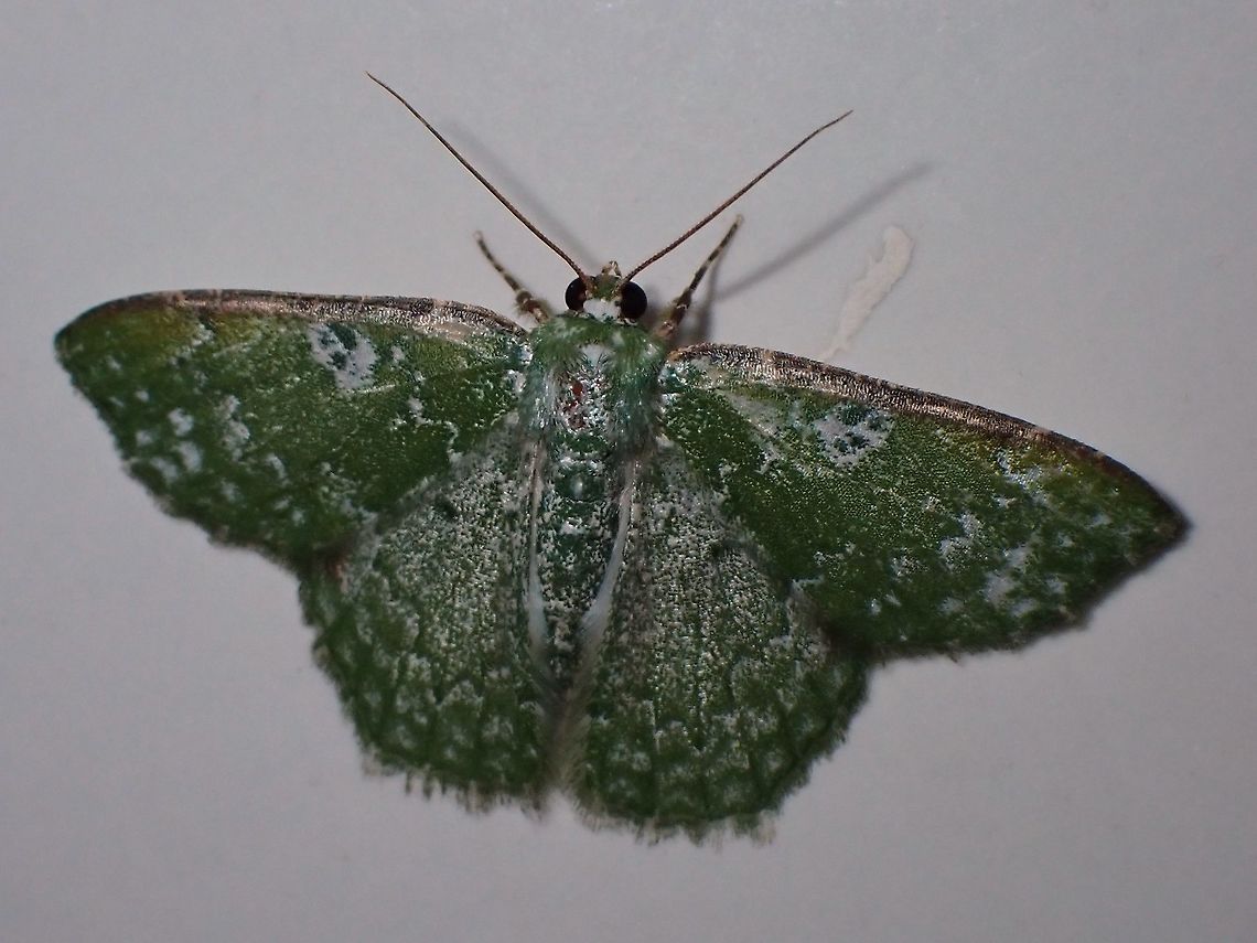 Geometrid Moth - Eucyclodes albisparsa  Eucyclodes albisparsa,Malaysia,Moth,Sarawak