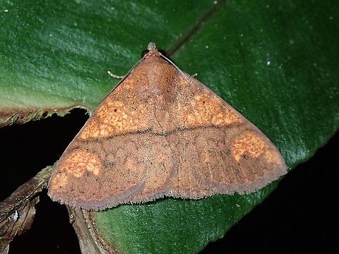 Erebid Moth - Saroba antecedens  Erebid Moth,Malaysia,Moth,Sarawak,Saroba antecedens