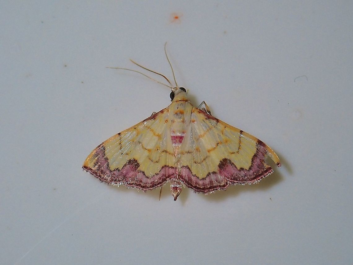 Crambid Moth - Hyalobathra phoenicozona  Crambid Moth,Hyalobathra phoenicozona,Malaysia,Moth,Sabah