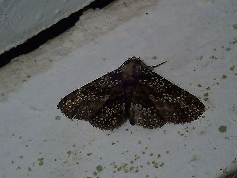 Moth - Caduca albopunctata  Caduca albopunctata,Malaysia,Moth,Sabah