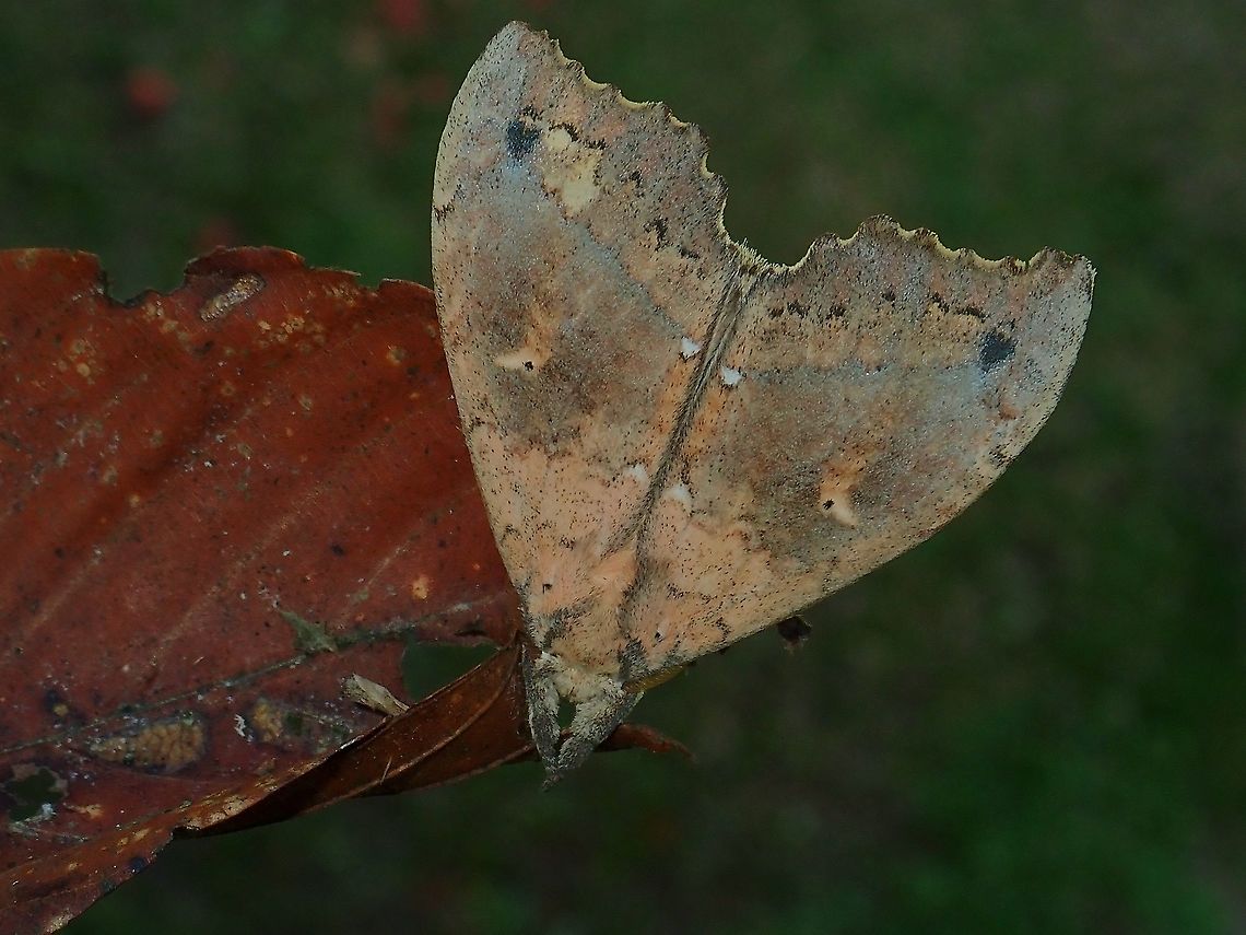 Prominent Moth - Gangarides vardena  Gangarides vardena,Malaysia,Moth,Prominent Moth,Sabah