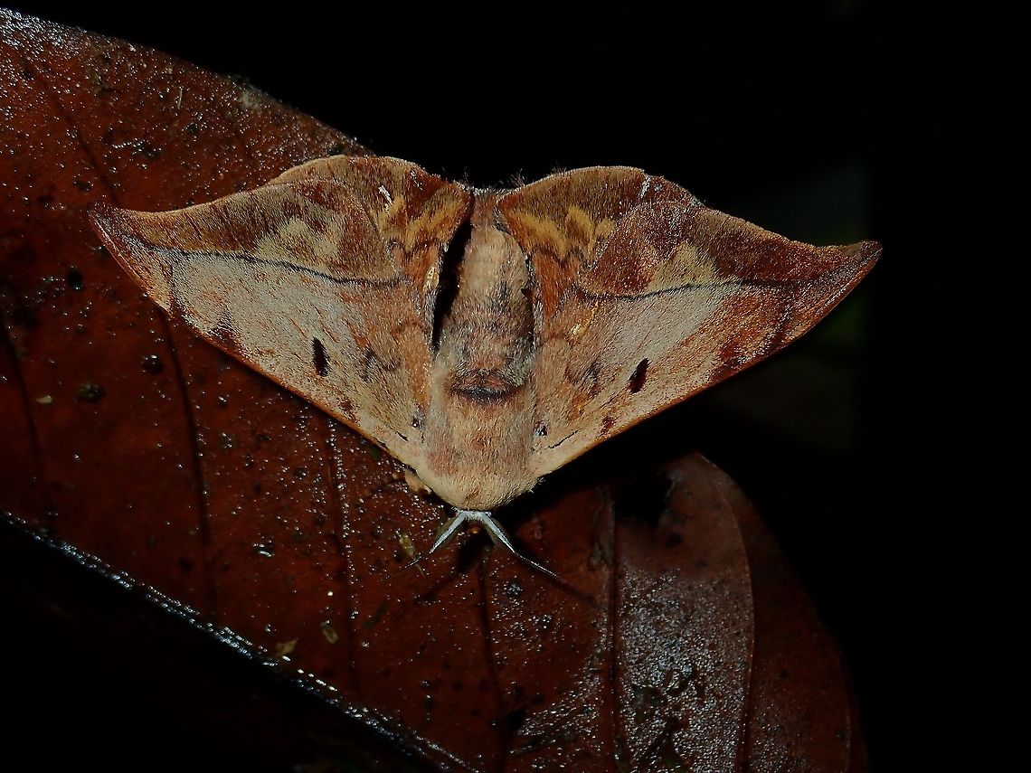 Glory Moth - Mustilizans dierli  Glory Moth,Malaysia,Moth,Mustilizans dierli,Sabah