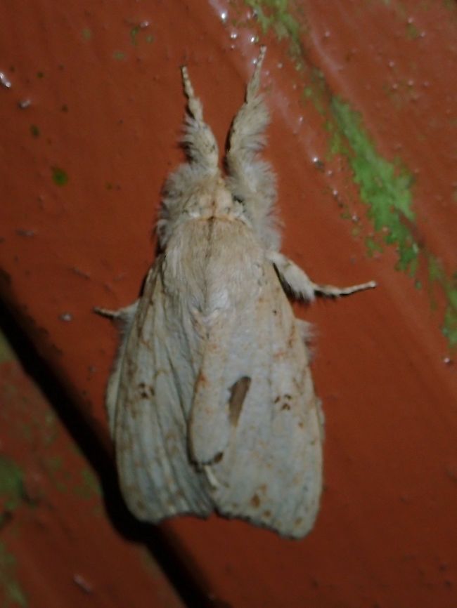 Tussock Moth - Calliteara angulata  Calliteara angulata,Malaysia,Moth,Sabah,Tussock Moth