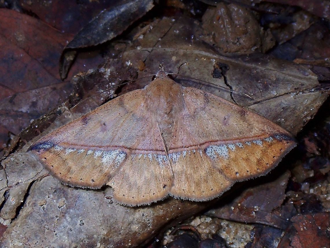 Erebid Moth - Ugia sundana  Erebid Moth,Malaysia,Moth,Penang,Ugia sundana