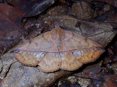 Erebid Moth - Ugia sundana  Erebid Moth,Malaysia,Moth,Penang,Ugia sundana