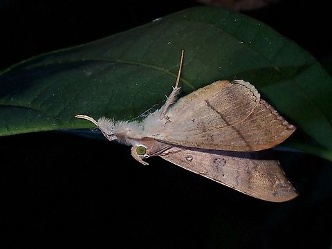 Longan Semi-Looper - Oxyodes scrobiculata  Longan semi-looper,Malaysia,Moth,Oxyodes scrobiculata,Penang