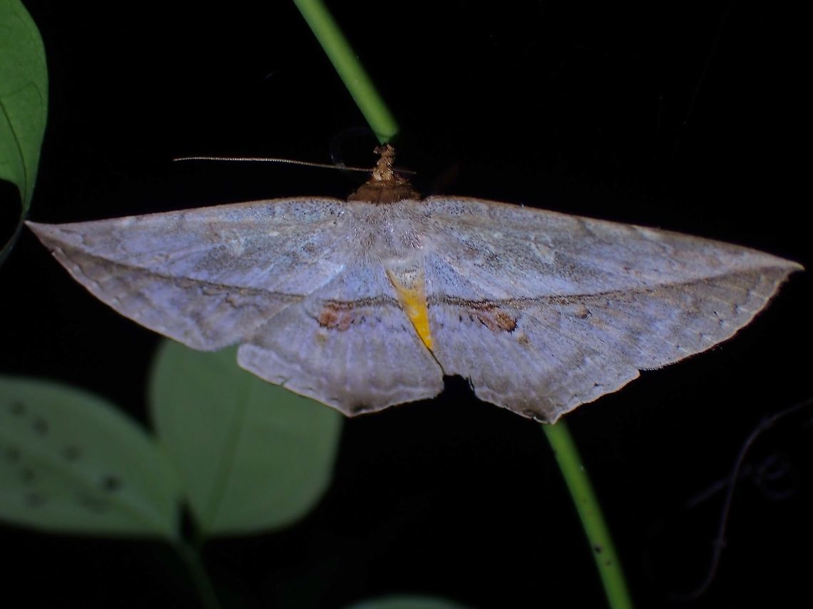 Moth - Hexamitoptera lawinda  Hexamitoptera,Hexamitoptera lawinda,Malaysia,Moth,Penang