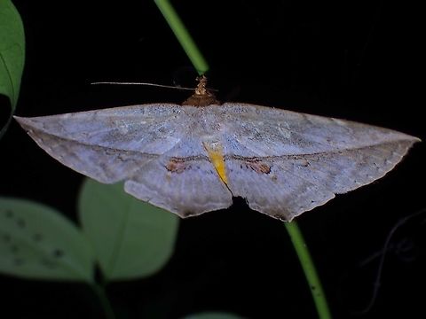 Moth - Hexamitoptera lawinda  Hexamitoptera,Hexamitoptera lawinda,Malaysia,Moth,Penang