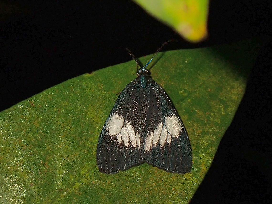 Moth - Cyclosia sordidus  Cyclosia sordidus,Malaysia,Moth,Penang