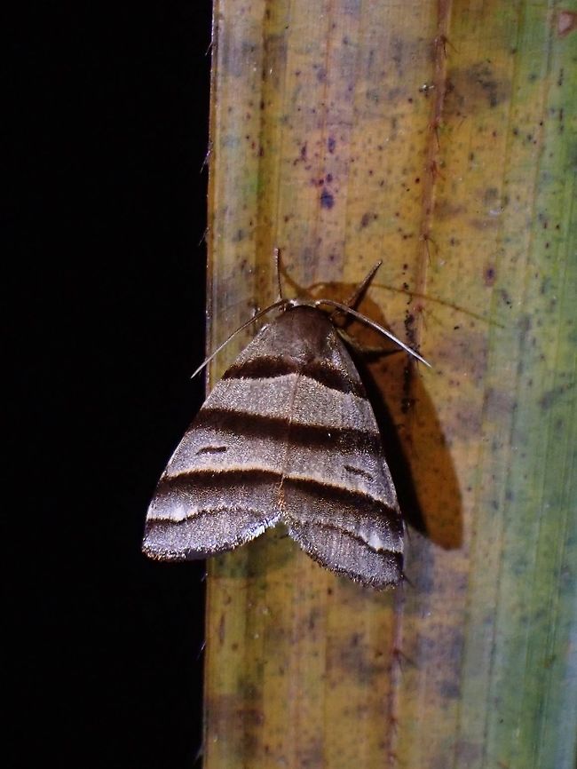 Moth - Flammona quadrifasciata  Flammona quadrifasciata,Malaysia,Moth,Penang