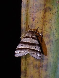 Moth - Flammona quadrifasciata  Flammona quadrifasciata,Malaysia,Moth,Penang