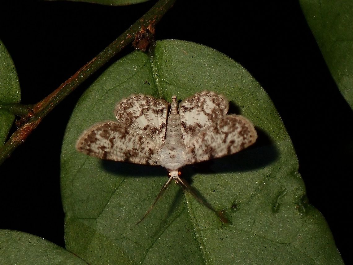 Calichodes subrugata  Calichodes subrugata