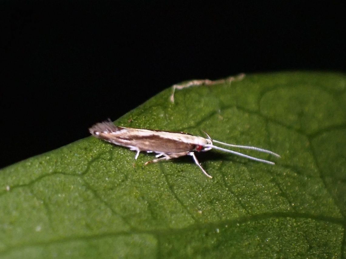 Cosmet Moth - Labdia oxychlora  Costmet Moth,Labdia oxychlora,Malaysia,Moth,Penang