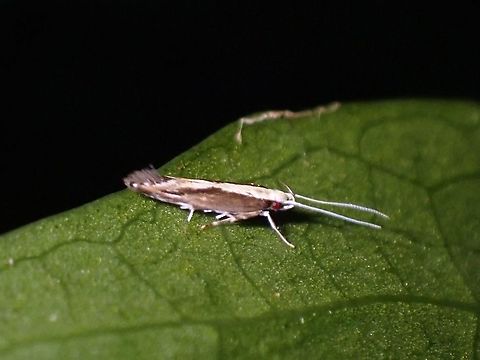 Cosmet Moth - Labdia oxychlora  Costmet Moth,Labdia oxychlora,Malaysia,Moth,Penang