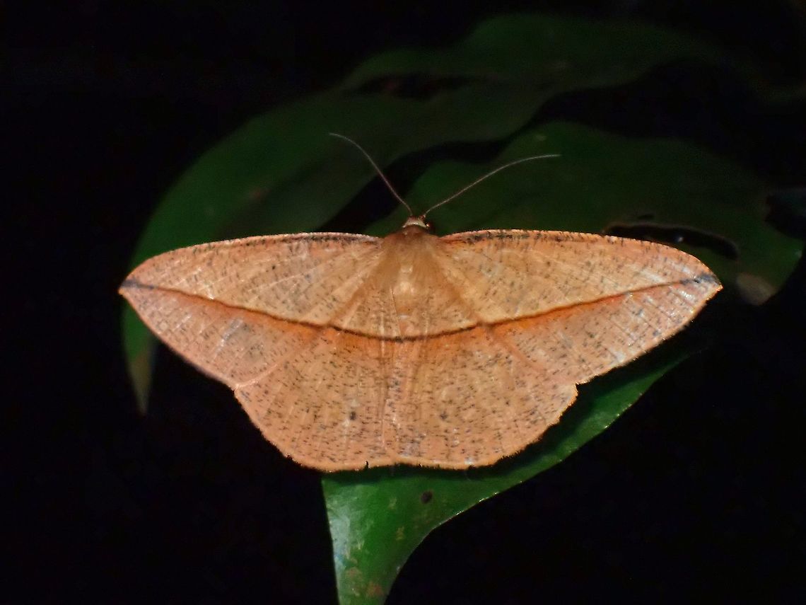 Moth - Alex palparia  Alex palparia,Geometrid Moth,Malaysia,Moth,Penang