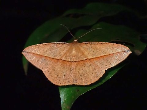 Moth - Alex palparia  Alex palparia,Geometrid Moth,Malaysia,Moth,Penang
