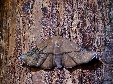 Erebid Moth - Gespanna confirmata  Erebid Moth,Gespanna confirmata,Malaysia,Moth,Penang