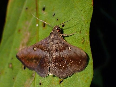 Litter Moth - Hadennia hypenalis  Hadennia hypenalis,Litter Moth,Malaysia,Moth,Penang