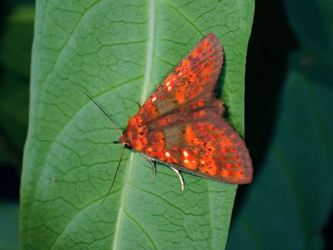 Erebid Moth - Sarobides inconclusa  Erebid Moth,Malaysia,Moth,Penang,Sarobides,Sarobides inconclusa