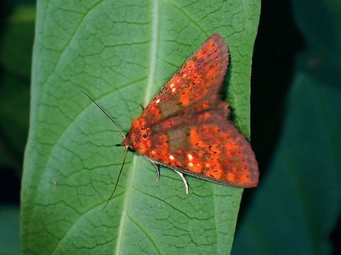 Erebid Moth - Sarobides inconclusa  Erebid Moth,Malaysia,Moth,Penang,Sarobides,Sarobides inconclusa