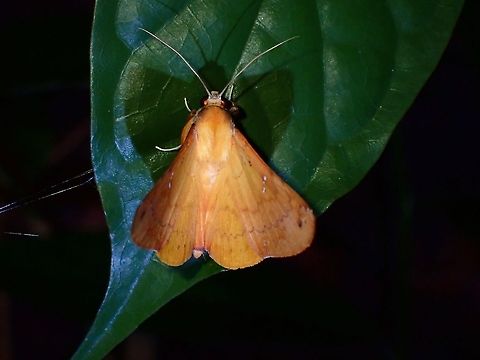 Erebid Moth - Bematha extensa  Bematha extensa,Erebid Moth,Malaysia,Moth,Penang