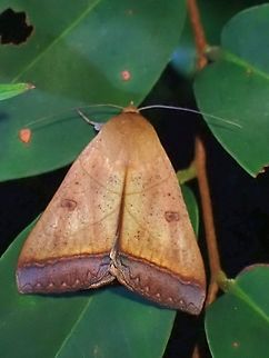 Erebid Moth - Ophiusa trapezium  Erebid Moth,Malaysia,Moth,Ophiusa trapezium,Penang