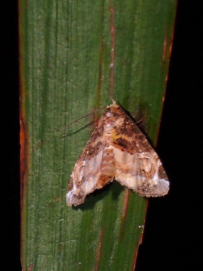 Moth - Targalla scelerata  Malaysia,Moth,Penang,Targalla scelerata