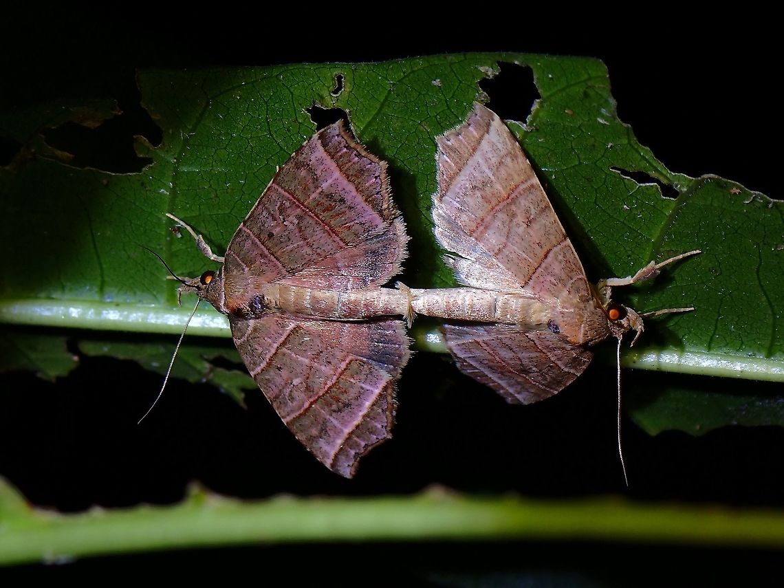 Erebid Moth - Malagonia lineata  Erebid Moth,Malagonia lineata,Malaysia,Moth,Penang