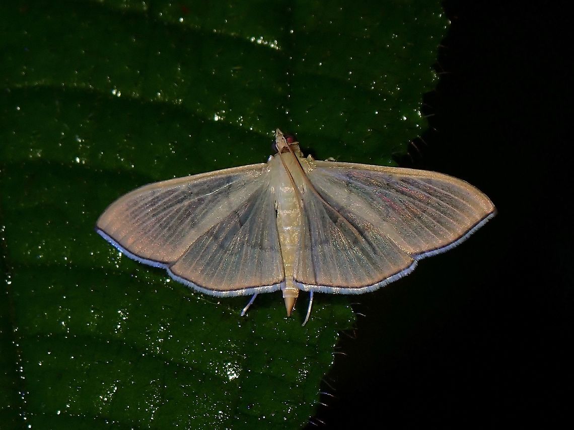Crambid Moth - Poliobotys ablactalis  Crambid Moth,Malaysia,Moth,Penang,Poliobotys,Poliobotys ablactalis