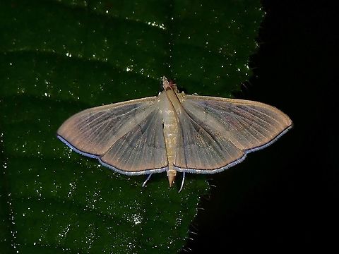 Crambid Moth - Poliobotys ablactalis  Crambid Moth,Malaysia,Moth,Penang,Poliobotys,Poliobotys ablactalis