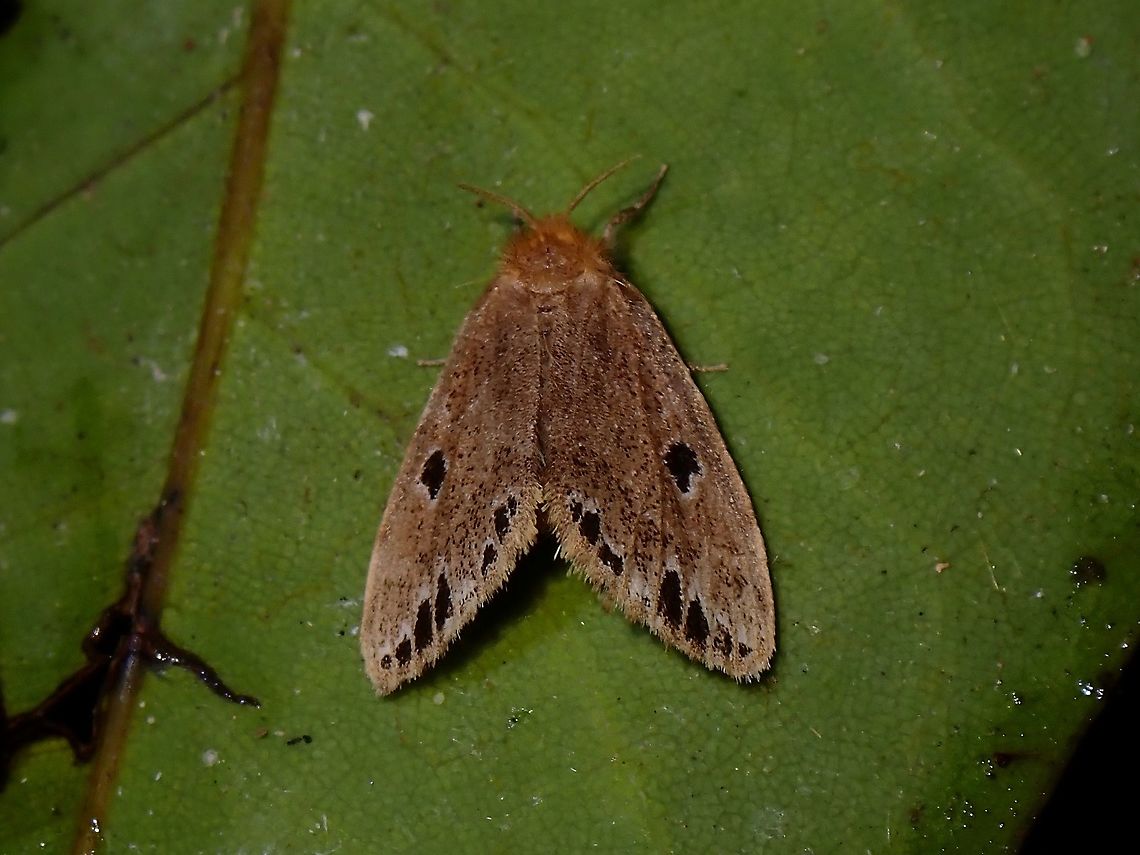 Tussock Moth - Lacida biplagata  Lacida biplagata,Malaysia,Moth,Penang,Tussock Moth