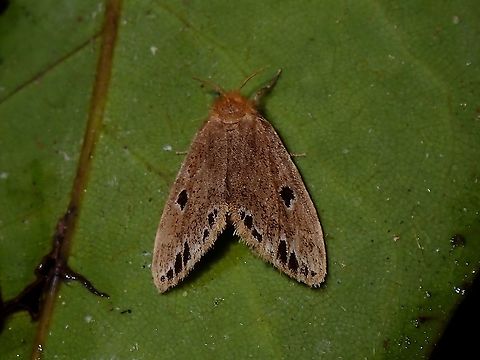 Lacida biplagata