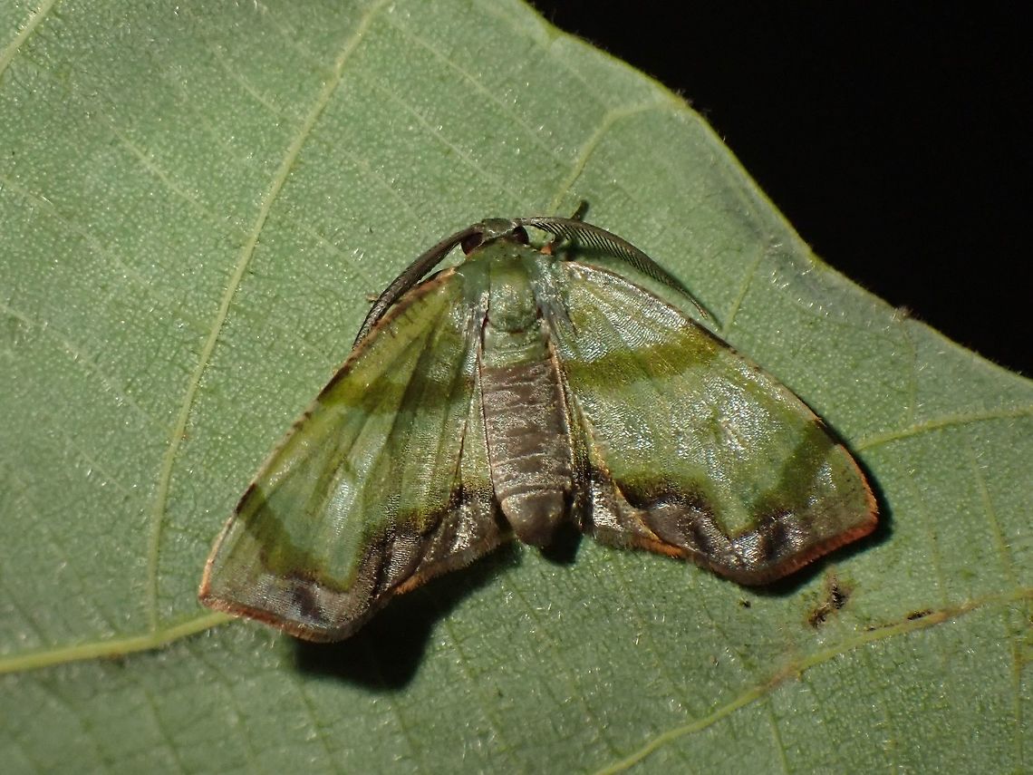 Geometrid Moth - Achrosis innotata  Achrosis innotata,Geometrid Moth,Malaysia,Moth,Penang