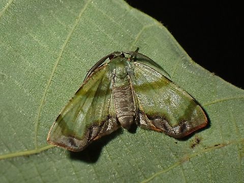 Geometrid Moth - Achrosis innotata  Achrosis innotata,Geometrid Moth,Malaysia,Moth,Penang