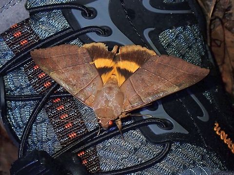 Erebid Moth - Thyas coronata This Moth flew off and landed on my shoes. Erebid Moth,Malaysia,Moth,Penang,Thyas coronata,Yellow Underwing