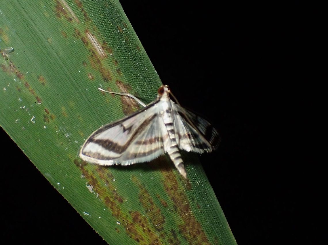 Pearl Moth - Perisyntrocha ossealis  Abra,Pearl Moth,Perisyntrocha ossealis,Philippines