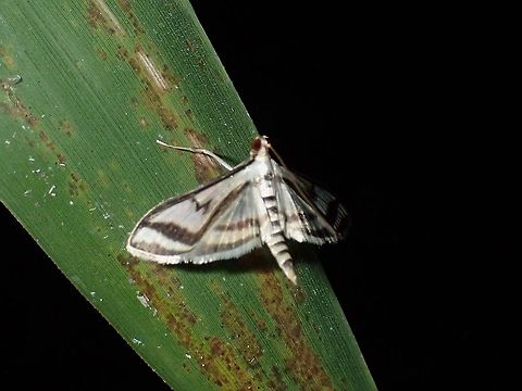 Pearl Moth - Perisyntrocha ossealis  Abra,Pearl Moth,Perisyntrocha ossealis,Philippines