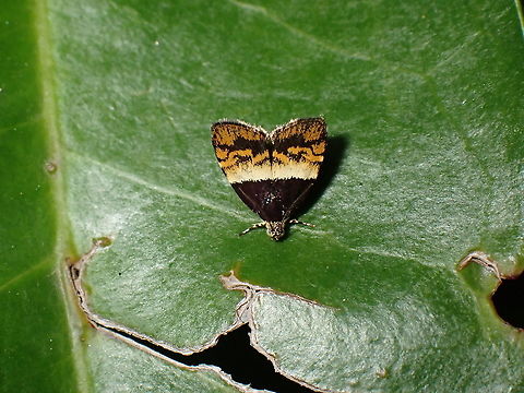 Metalmark Moth - Choreutis xanthogramma  Choreutis xanthogramma,Metalmark Moth,Moth,Philippines,Sibuyan