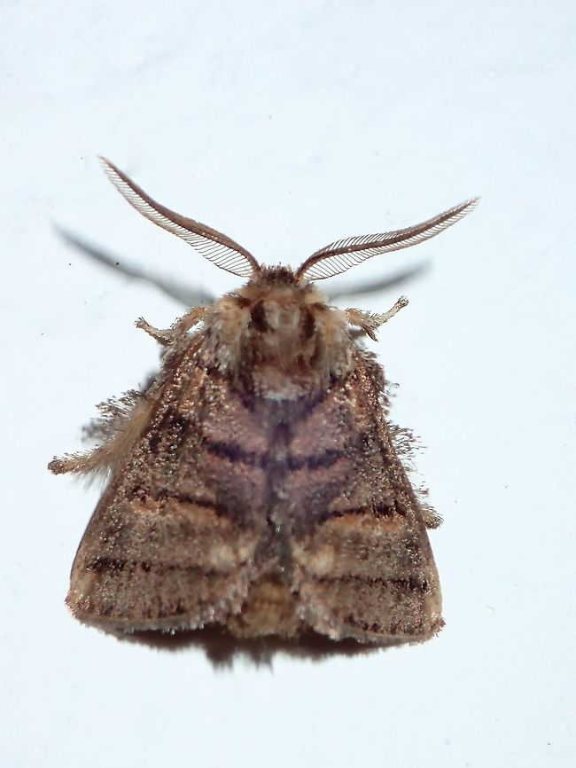 Slug Caterpillar Moth - Darna trima  Darna trima,Malaysia,Moth,Sabah,Slug Caterpillar Moth