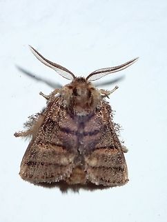 Slug Caterpillar Moth - Darna trima  Darna trima,Malaysia,Moth,Sabah,Slug Caterpillar Moth