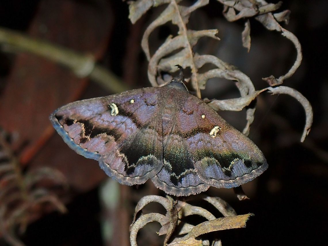 Litter Moth - Hadennia maculifascia  Hadennia maculifascia,Litter Moth,Malaysia,Moth,Penang