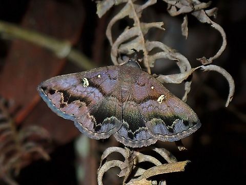 Litter Moth - Hadennia maculifascia  Hadennia maculifascia,Litter Moth,Malaysia,Moth,Penang