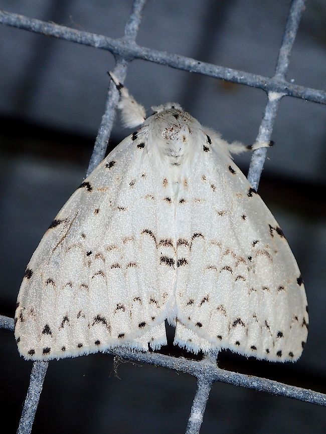 Tussock Moth - Lymantria ganara  Lymantria ganara,Malaysia,Moth,Sabah,Tussock Moth